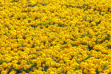 large variety of growing yellow flower