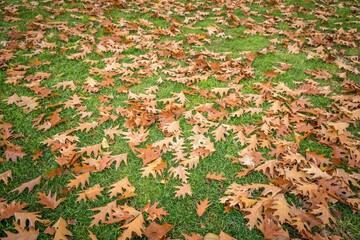 Fallen yellow leaves on the grassland in autumn