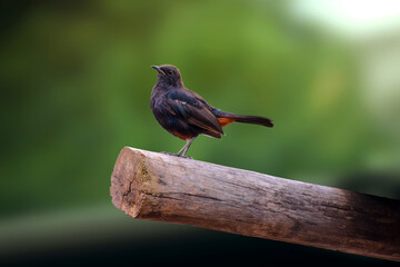 Indian Robbin Bird