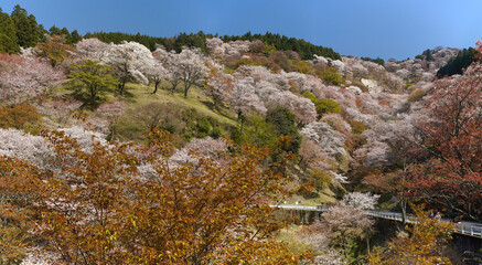 吉野山・滝桜