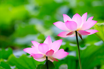 Fototapeta premium Two blooming pink lotus flowers in the pond.