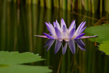 A blooming purple lotus and reflection in the pond
