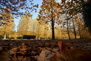 秋の色に染まったプラタナス並木