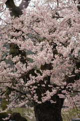 桜 (桜 滋賀県高島市マキノ町　見返り桜　 sakura ,cherry,japan,flower,travel,spring,tree,blossom,blue,rain,wabi,sabi)