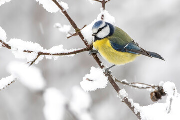 Blaumeise (Cyanistes caeruleus)
