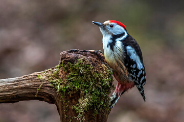 Mittelspecht (Leiopicus medius)