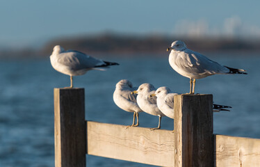 Seagulls sitting at the wooden pier in White Rock BC bay in the cold windy day, autumn season.