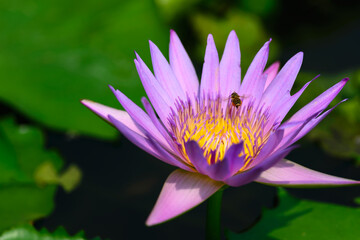 A purple lotus blooms in the sun, and a bee flies above