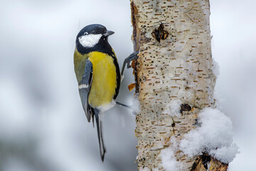 Kohlmeise (parus major)