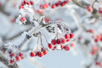 Red hawthorn berries are covered with hoarfrost. Winter Garden. Simple blue background and copy...