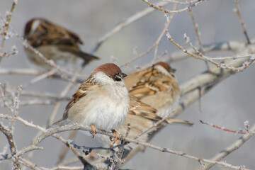 Sparrows sit on a branch in the frosty winter. Birdwatching and caring for birds.