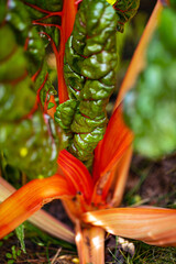 fresh mangold in the garden