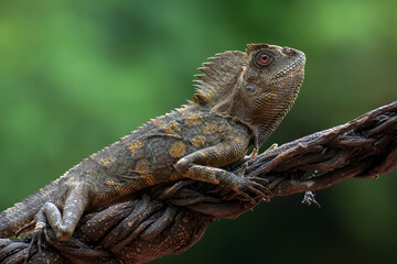 Forest dragon lizard on tree branch