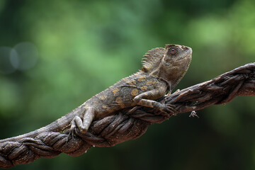 Forest dragon lizard on tree branch