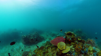 Underwater Scene Coral Reef. Tropical underwater sea fishes. Philippines.