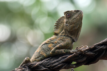 Forest dragon lizard on tree branch