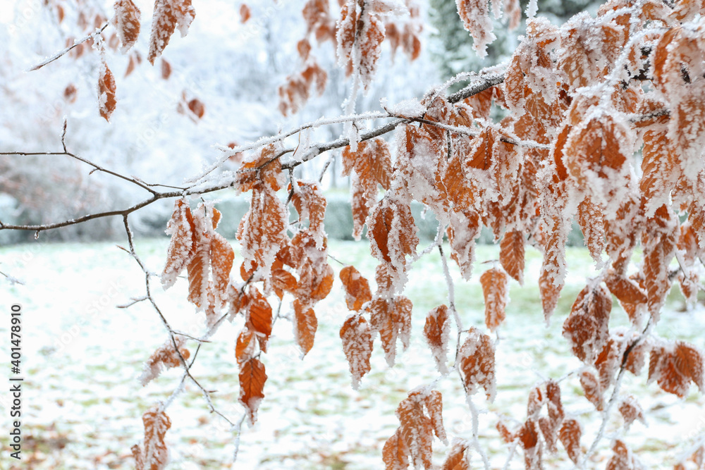 Canvas Prints tree branches covered with ice and snow