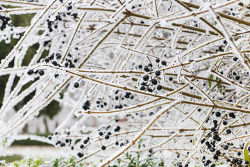 Wild privet plant (ligustrum vulgare) covered with ice and snow