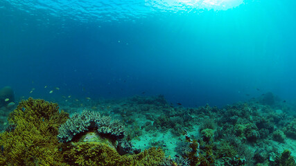 Tropical fishes and coral reef underwater. Hard and soft corals, underwater landscape. Philippines.