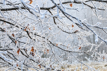 Young firs covered with snow. Winter wonderland.