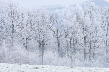 Young firs covered with snow. Winter wonderland.