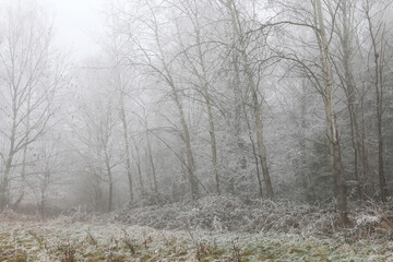 Young firs covered with snow. Winter wonderland.