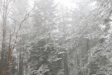 Young firs covered with snow. Winter wonderland.