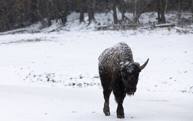 Small baby Bison walks across snowy road