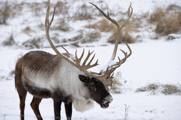 Caribou grunts while walking through snowy tundra - giant antlers