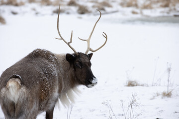 Caribou walking through snowy tundra - tooks back to look towards camera