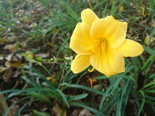 yellow flower sun in fores