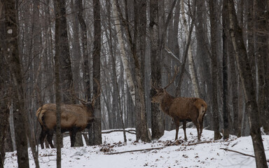Two buck deer paused in forest during early winter.
