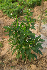 The chili tree is blooming green fruit.