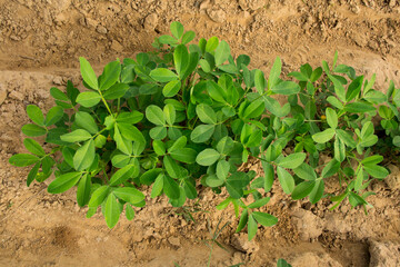 Peanuts grow from the ground with lush foliage..