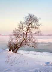 Tree over the river in winter