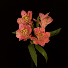 Alstroemeria on a black background