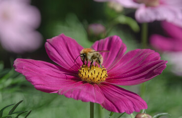 Eine Bine auf einer schönen Blüte