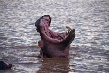 hippopotamus in the sea