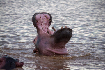 hippopotamus in water