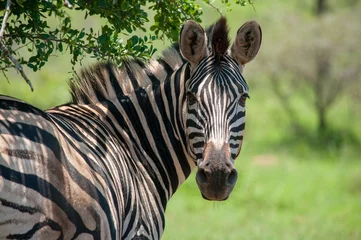 Poster zebra in the zoo © orin