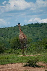 giraffe in the savannah