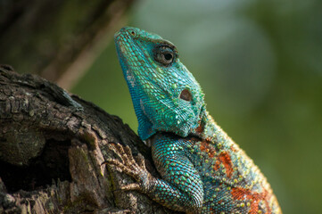 Naklejka na ściany i meble iguana on a tree