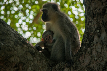 monkey in the tree