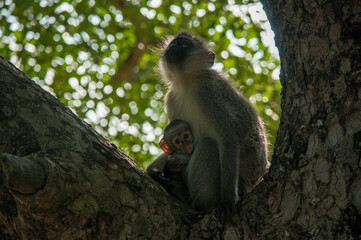 japanese macaque sitting on a tree