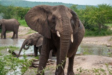 Fototapeta na wymiar african elephant walking