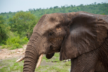 Fototapeta na wymiar african elephant eating