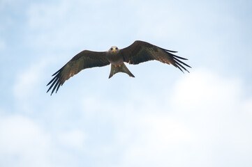 eagle in flight