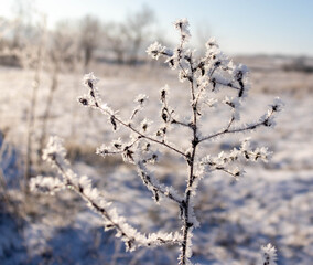 Obraz premium Winter plants covered with frost