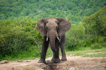 Fototapeta na wymiar african elephant eating
