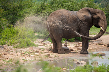african elephant eating